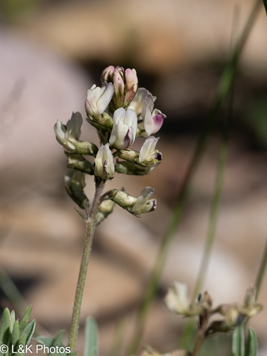 Indian milkvetch (Astragalus australis)