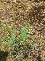 Indian milkvetch (Astragalus australis)
