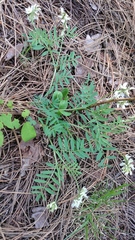 Indian milkvetch (Astragalus australis)