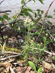 Indian milkvetch (Astragalus australis)