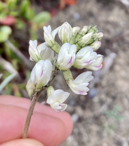 Indian milkvetch (Astragalus australis)