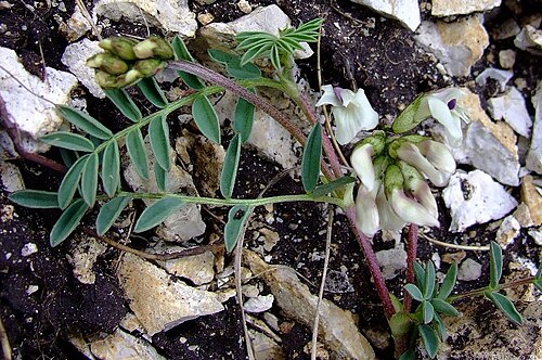 Indian milkvetch: Astragalus australis