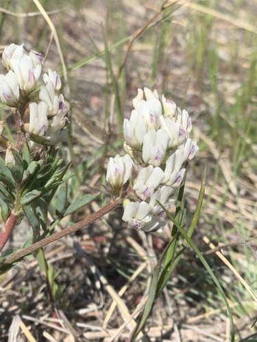Indian milkvetch (Astragalus australis)