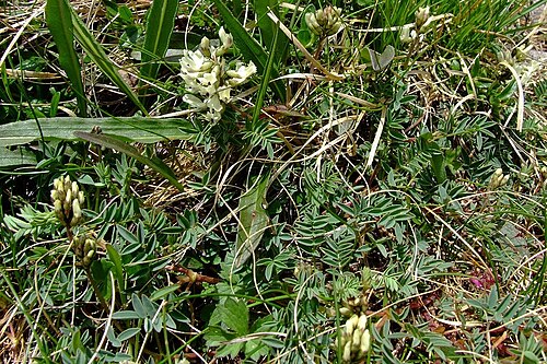 Indian milkvetch: Astragalus australis
