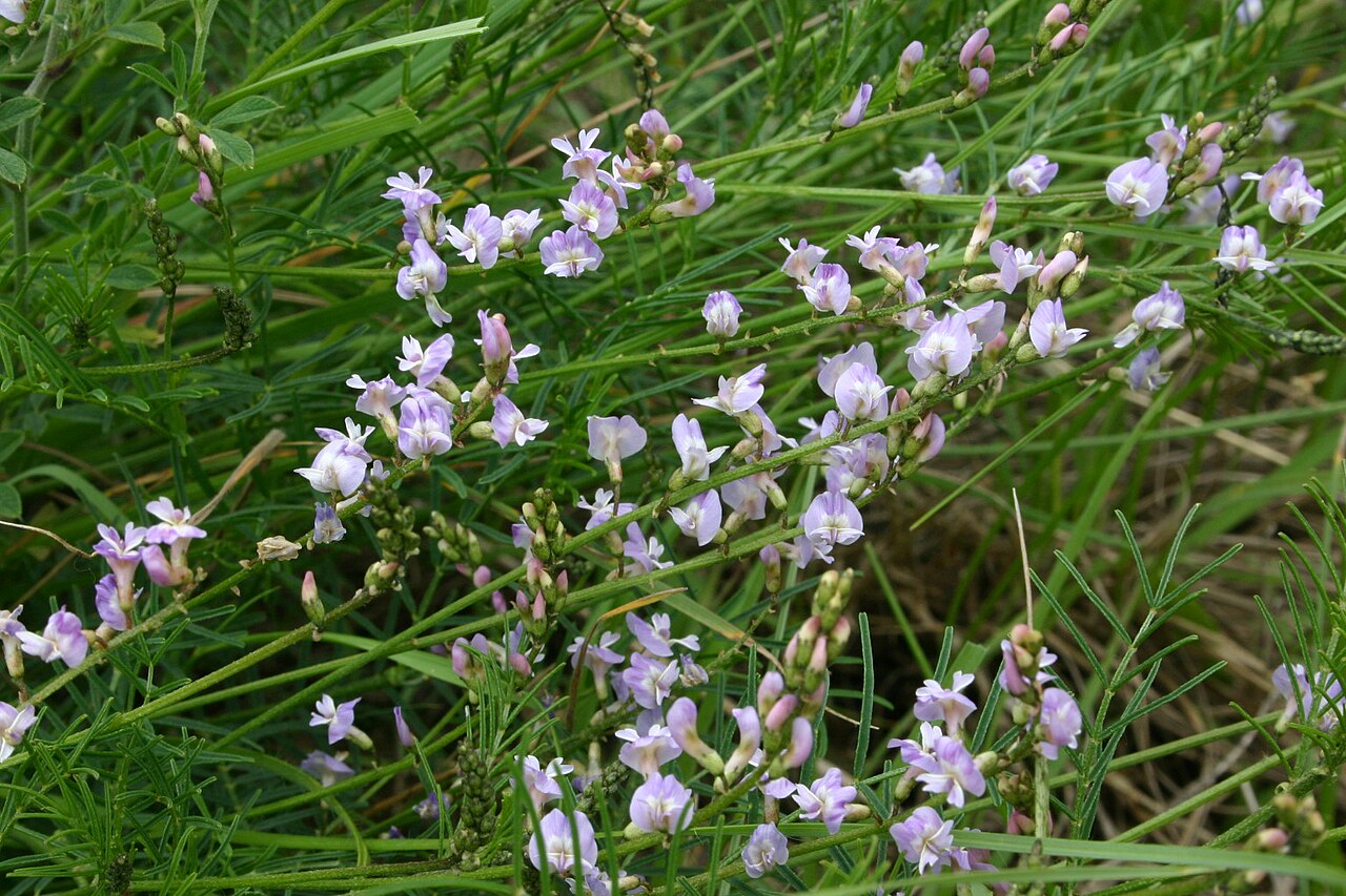 Astragalus austriacus: Astragalus austriacus