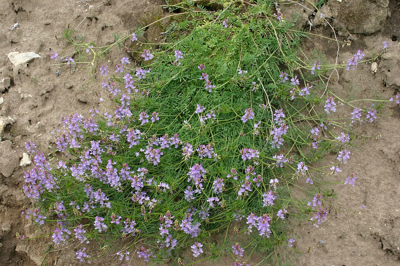 Astragalus austriacus: Astragalus austriacus