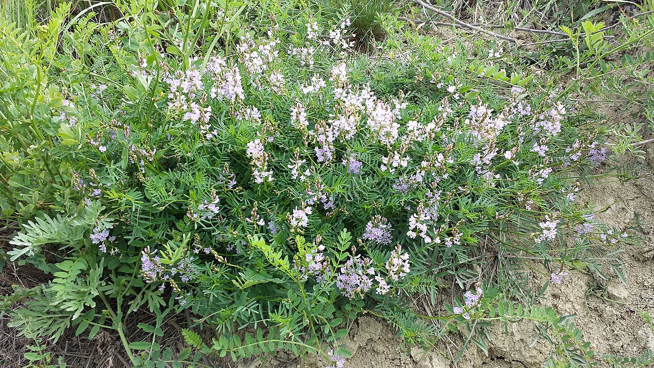 Astragalus austriacus: Habitus Taxon: Astragalus austriacus (sensu Fischer et al. EfÖLS 2008) Location: Natural monument Mühlberg near Goggendorf, district Hollabrunn, Lower Austria -