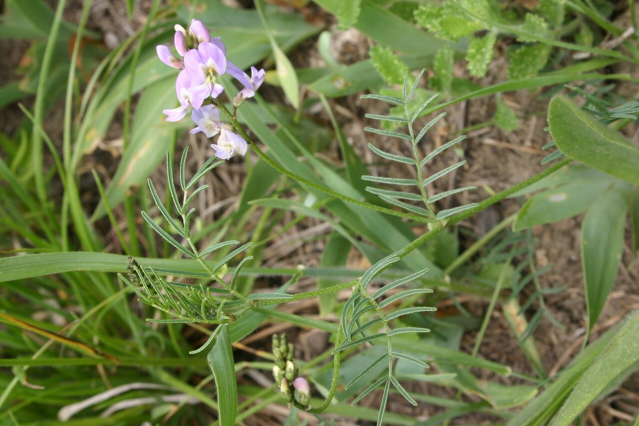 Astragalus austriacus: Astragalus austriacus