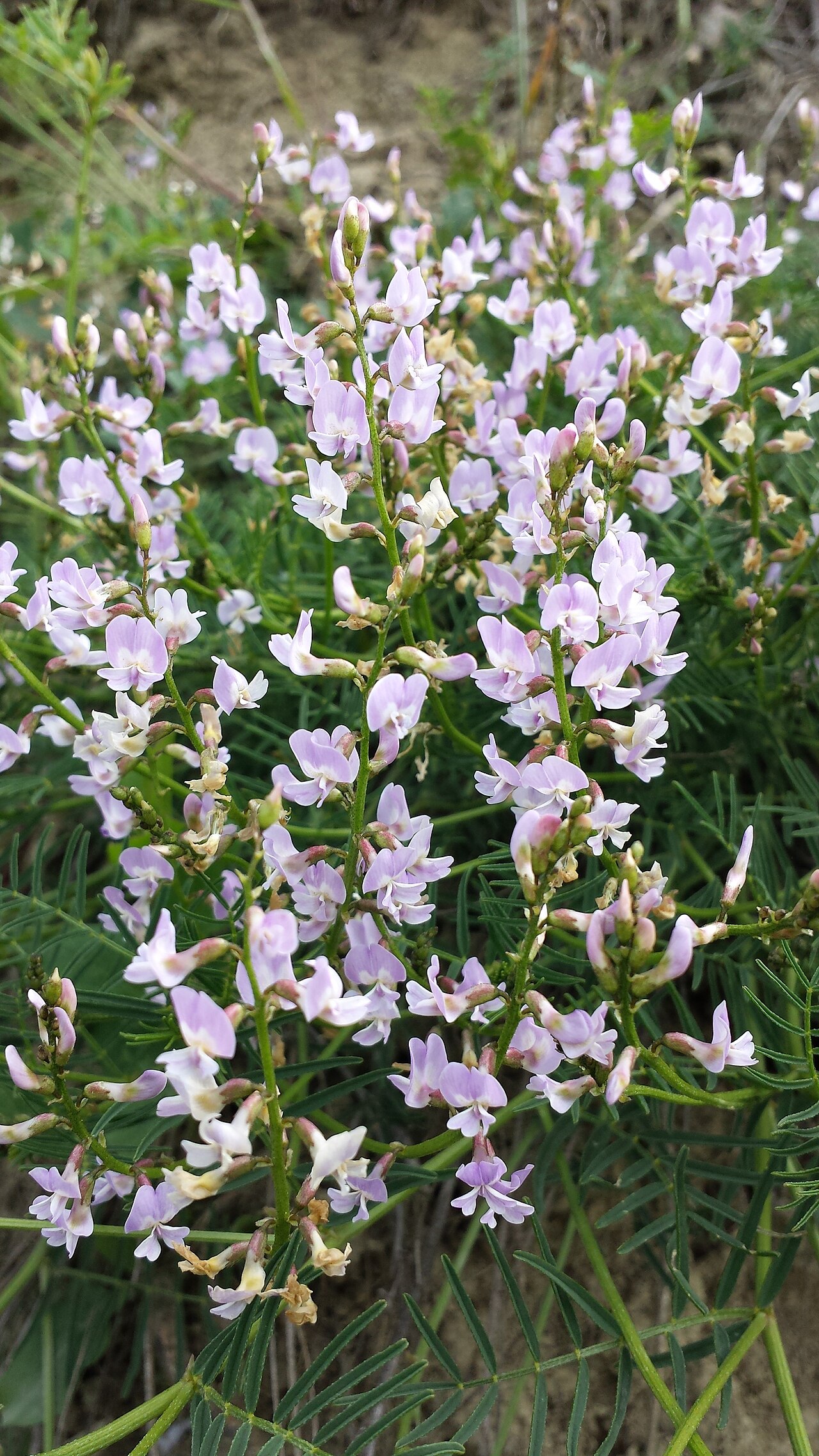 Astragalus austriacus: Habitus Taxon: Astragalus austriacus (sensu Fischer et al. EfÖLS 2008) Location: Natural monument Mühlberg near Goggendorf, district Hollabrunn, Lower Austria -