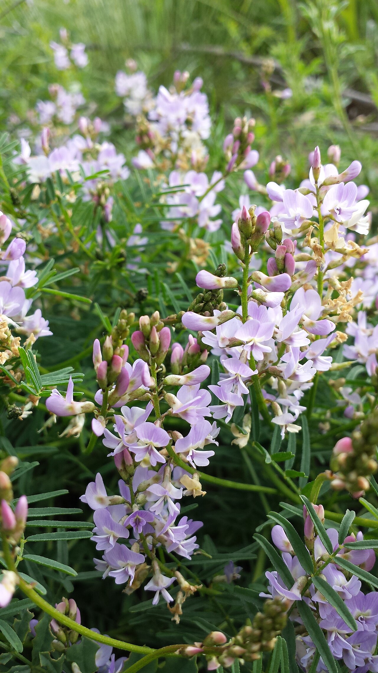 Astragalus austriacus: Habitus Taxon: Astragalus austriacus (sensu Fischer et al. EfÖLS 2008) Location: Natural monument Mühlberg near Goggendorf, district Hollabrunn, Lower Austria -