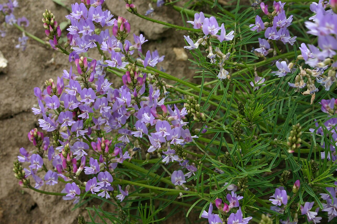 Astragalus austriacus: Astragalus austriacus