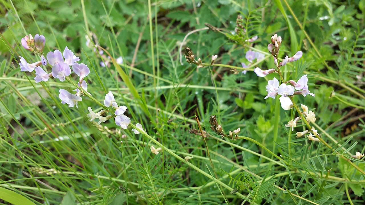 Astragalus austriacus: Habitus Taxon: Astragalus austriacus (sensu Fischer et al. EfÖLS 2008; det. W. Adler 2013-05-25) Location: Heidberg near Wildendürnbach, district Mistelbach, Lo