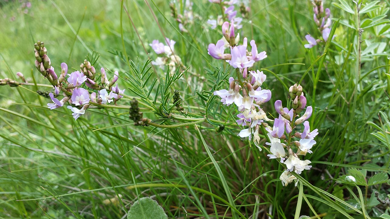 Astragalus austriacus: This media shows the natural monument in Lower Austria with the ID MI-079 .