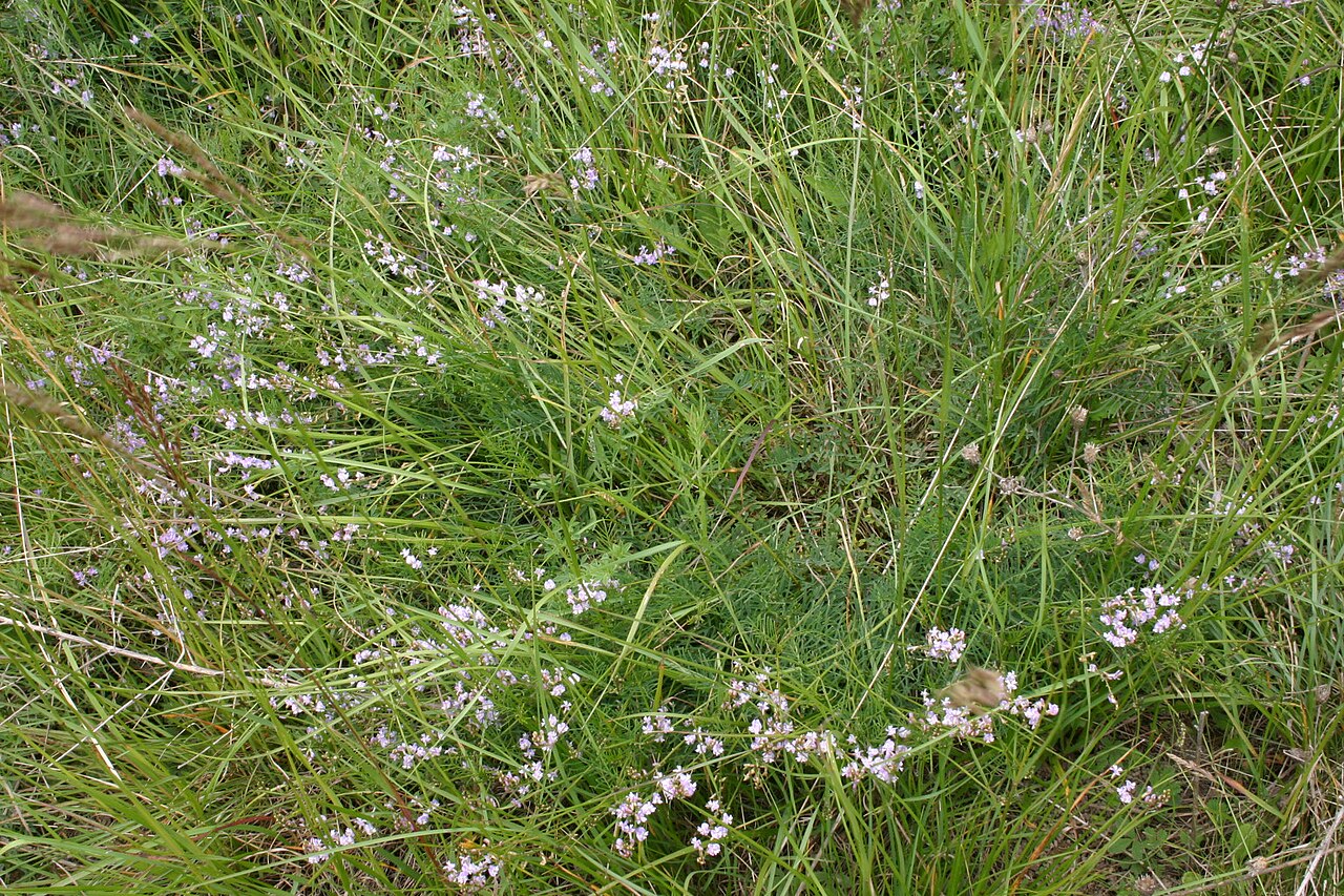 Astragalus austriacus: Astragalus austriacus