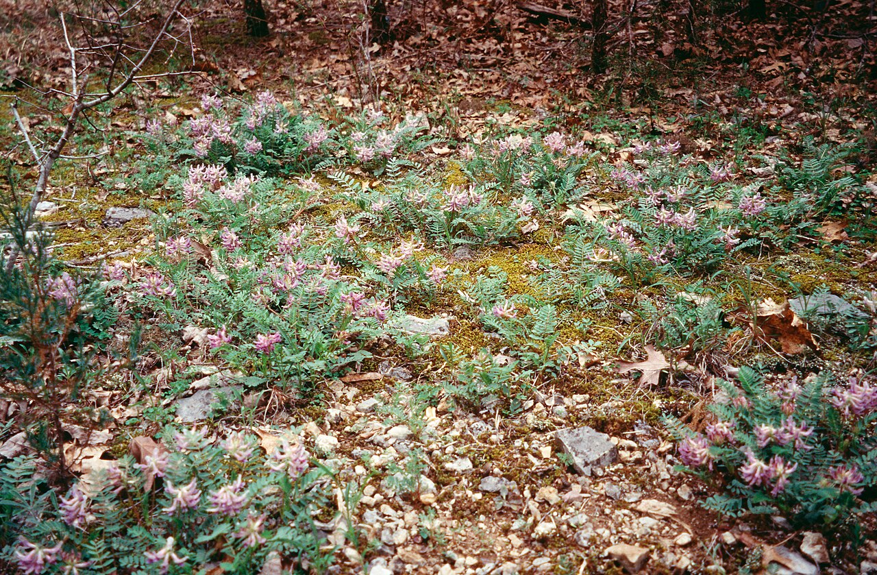 Limestone glade milkvetch: Pyne's Ground Plum ( Astragalus bibullatus ) in Rutherford County, Tennessee