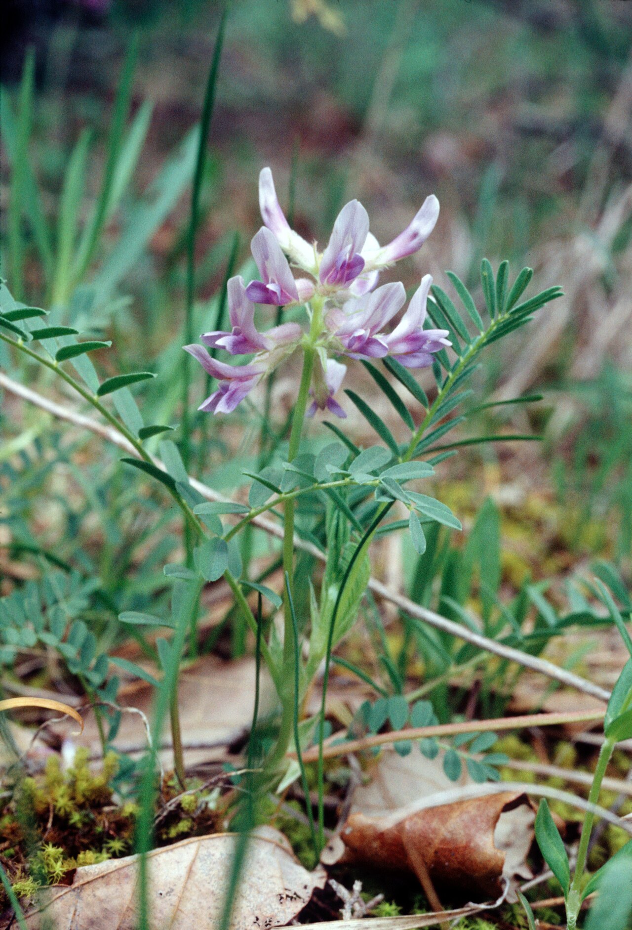 Limestone glade milkvetch: Pyne's Ground Plum ( Astragalus bibullatus ) in Rutherford County, Tennessee