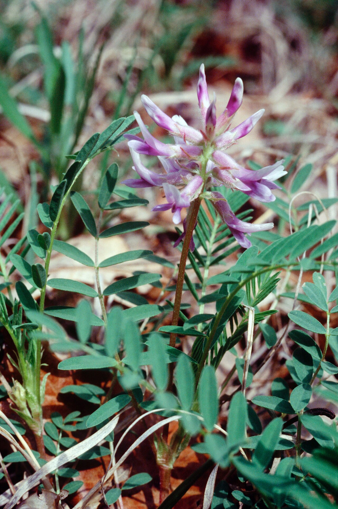 Limestone glade milkvetch: Pyne's Ground Plum ( Astragalus bibullatus ) in Rutherford County, Tennessee