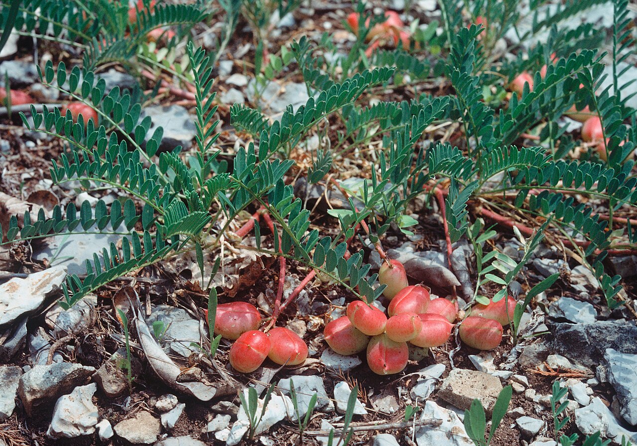Limestone glade milkvetch: Pyne's Ground Plum ( Astragalus bibullatus ) in Rutherford County, Tennessee