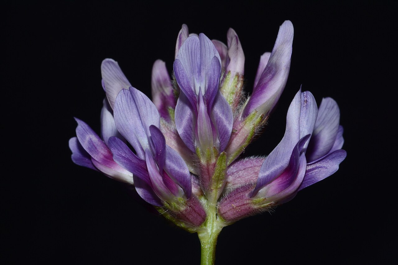 Limestone glade milkvetch: Flowers of the limestone glade milkvetch
