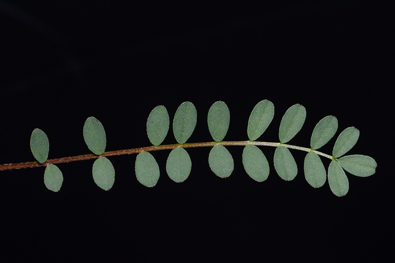 Limestone glade milkvetch: Leaves of the limestone glade milkvetch