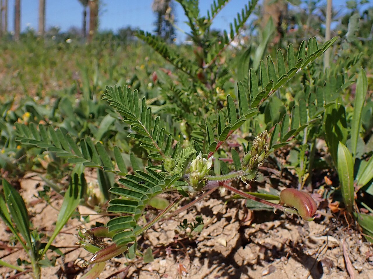 Astragalus boeticus: Astragalus boeticus in Reserva Natural Caminho da Baleeira in district Faro in Portugal