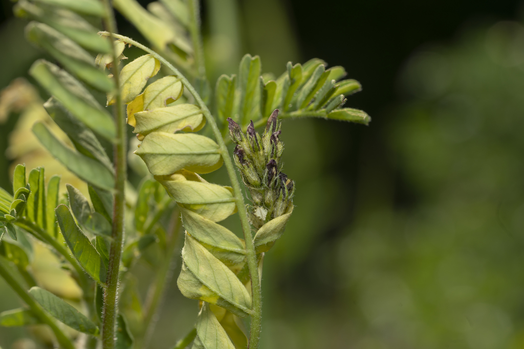 Astragalus boeticus (Astragalus boeticus)