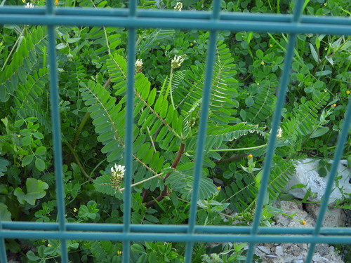 Astragalus boeticus (Astragalus boeticus)