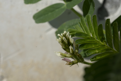 Astragalus boeticus (Astragalus boeticus)