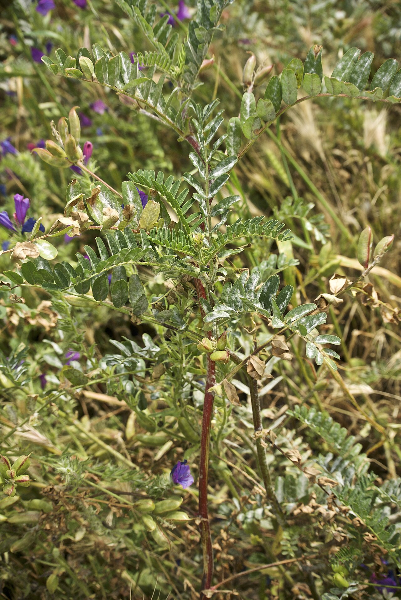 Astragalus boeticus: Parc Archéologique de Sélinonte