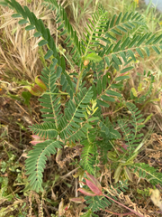 Astragalus boeticus (Astragalus boeticus)