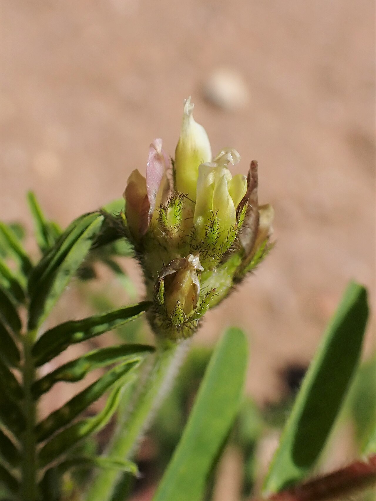 Astragalus boeticus: Astragalus boeticus in Reserva Natural Caminho da Baleeira in district Faro in Portugal