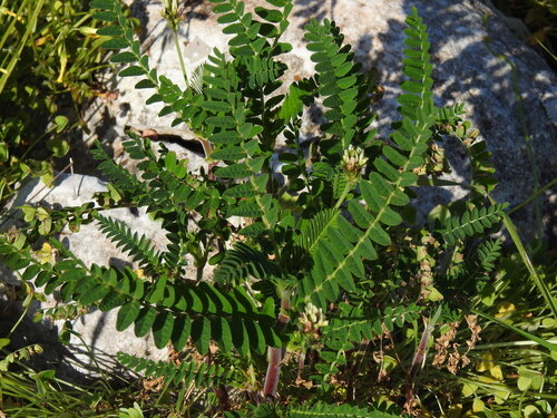 Astragalus boeticus (Astragalus boeticus)
