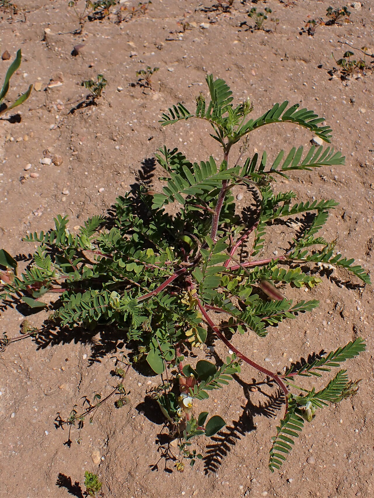 Astragalus boeticus: Astragalus boeticus in Reserva Natural Caminho da Baleeira in district Faro in Portugal