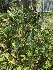 Astragalus boeticus (Astragalus boeticus)