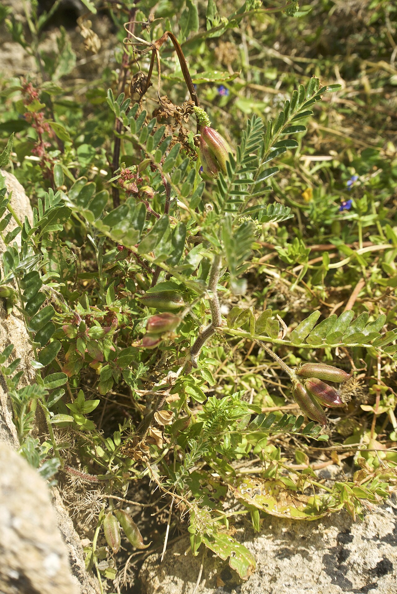 Astragalus boeticus: Parc Archéologique de Sélinonte
