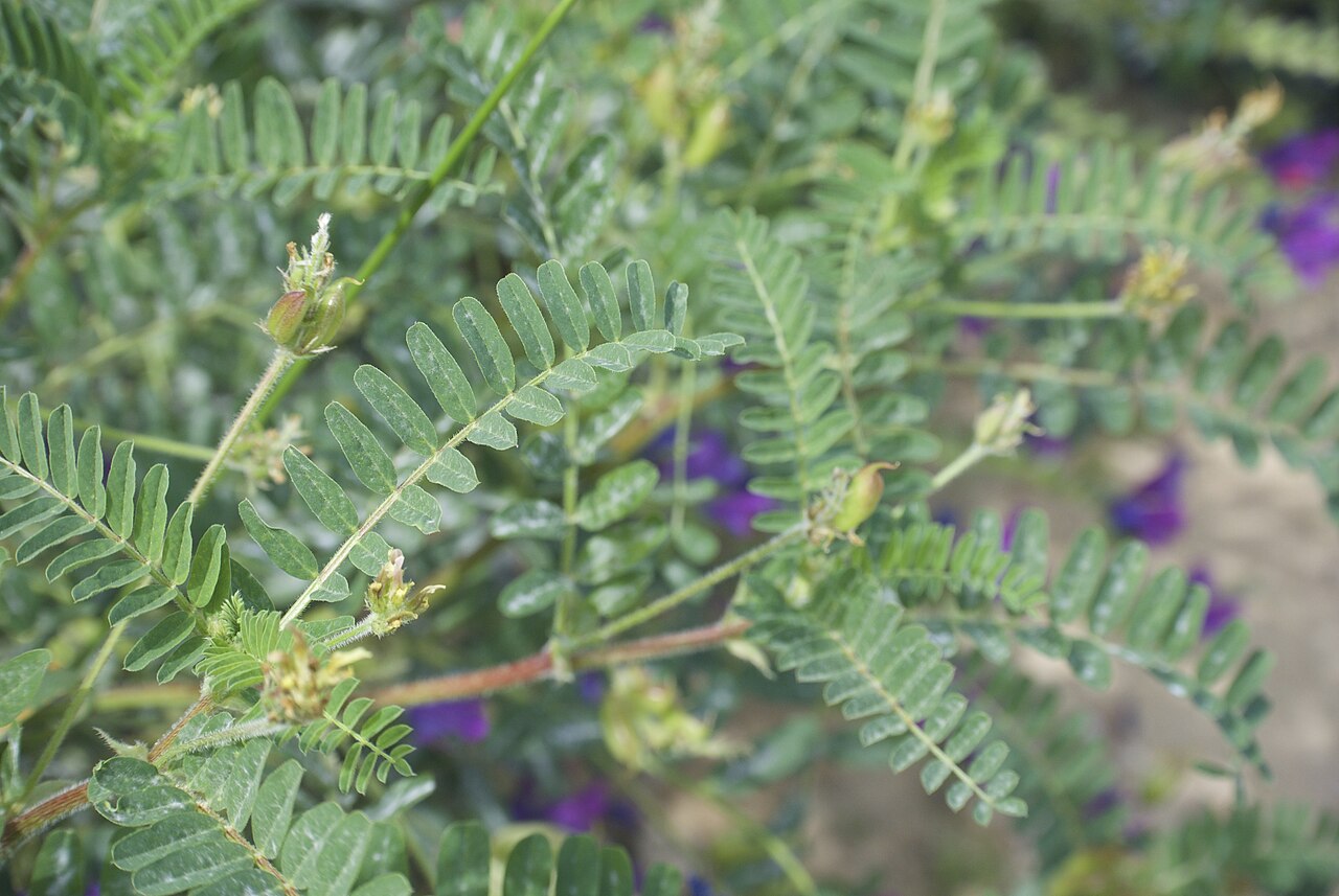 Astragalus boeticus: Parc Archéologique de Sélinonte