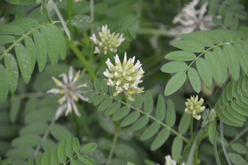 Chickpea milkvetch (Astragalus cicer)