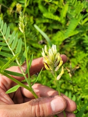 Chickpea milkvetch (Astragalus cicer)