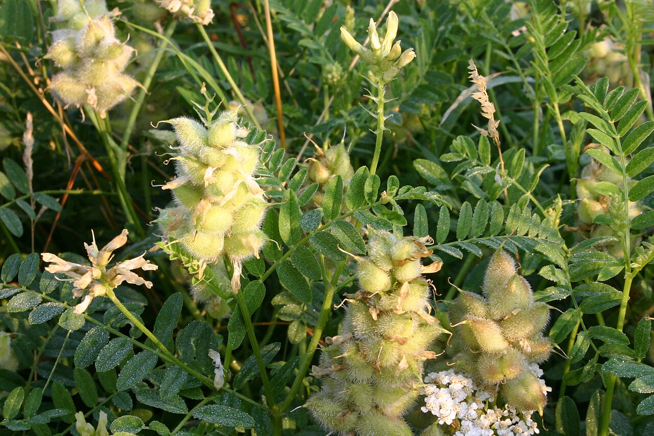 Chickpea milkvetch: Astragalus cicer