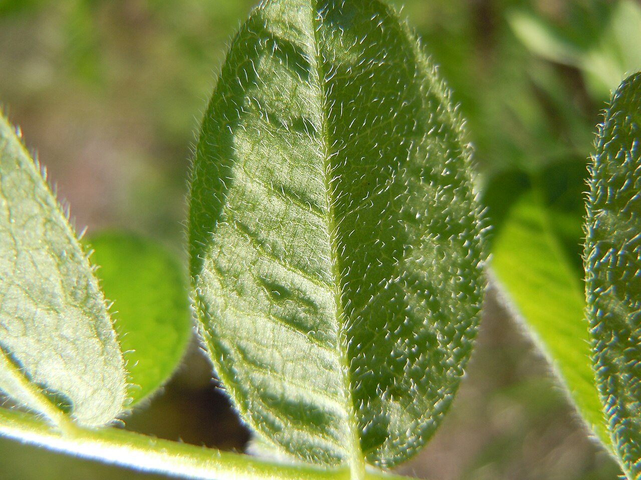 Chickpea milkvetch: This common roadside species is not to found in undisturbed sagebrush steppe.