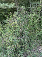 Chickpea milkvetch (Astragalus cicer)