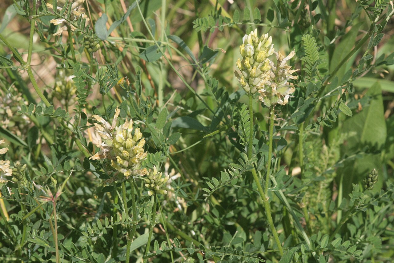 Chickpea milkvetch: Astragalus cicer