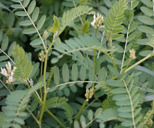 Chickpea milkvetch (Astragalus cicer)