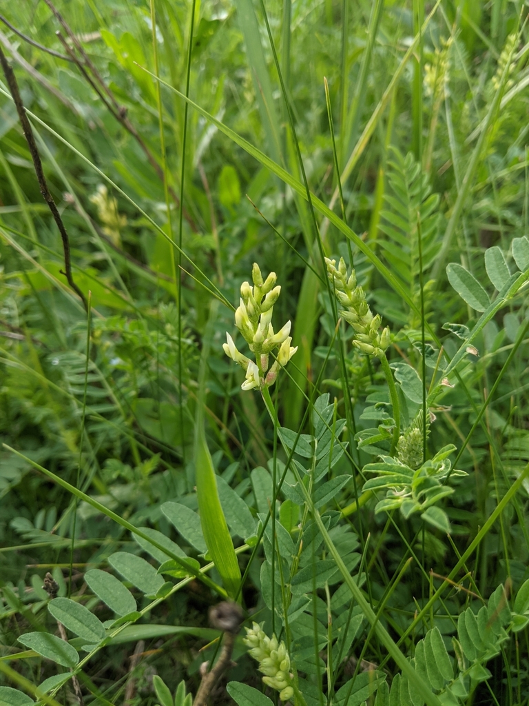 Chickpea milkvetch (Astragalus cicer)