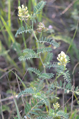 Chickpea milkvetch (Astragalus cicer)