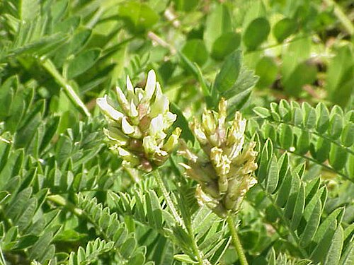 Chickpea milkvetch: Species : Astragalus cicer Family : Fabaceae Image No. 2