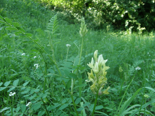Chickpea milkvetch (Astragalus cicer)