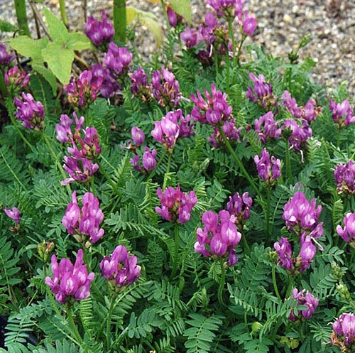 Astragalus danicus: Astragalus danicus