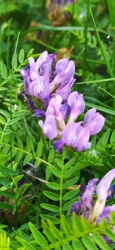 Astragalus danicus (Astragalus danicus)