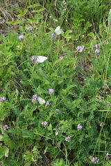 Astragalus danicus (Astragalus danicus)